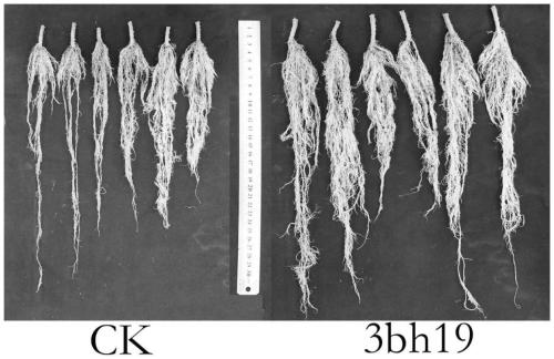 Enterobacter 3bh19 and its application to improve the microecology of cucumber leaf circle to control downy mildew