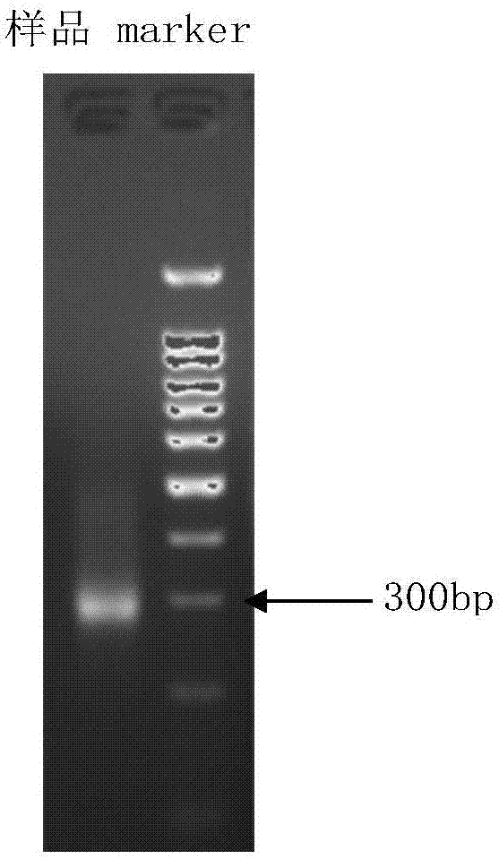 Construction method, kit and application of plasma free DNA methylation detection library