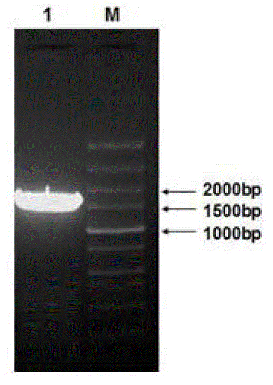 Helianthus tuberosus fructan-exohydrolases (Ht-FEH) gene and application thereof