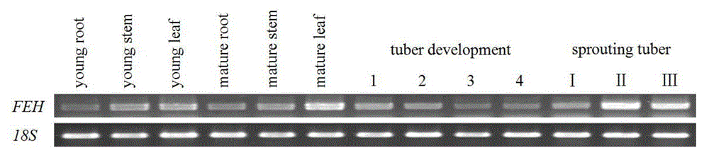 Helianthus tuberosus fructan-exohydrolases (Ht-FEH) gene and application thereof