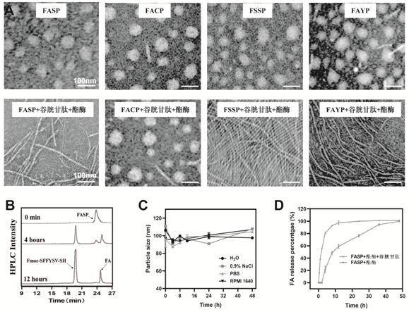 Supramolecular nano-drug for activating Hippo pathway as well as preparation method and application of supramolecular nano-drug