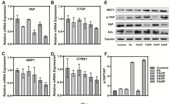 Supramolecular nano-drug for activating Hippo pathway as well as preparation method and application of supramolecular nano-drug