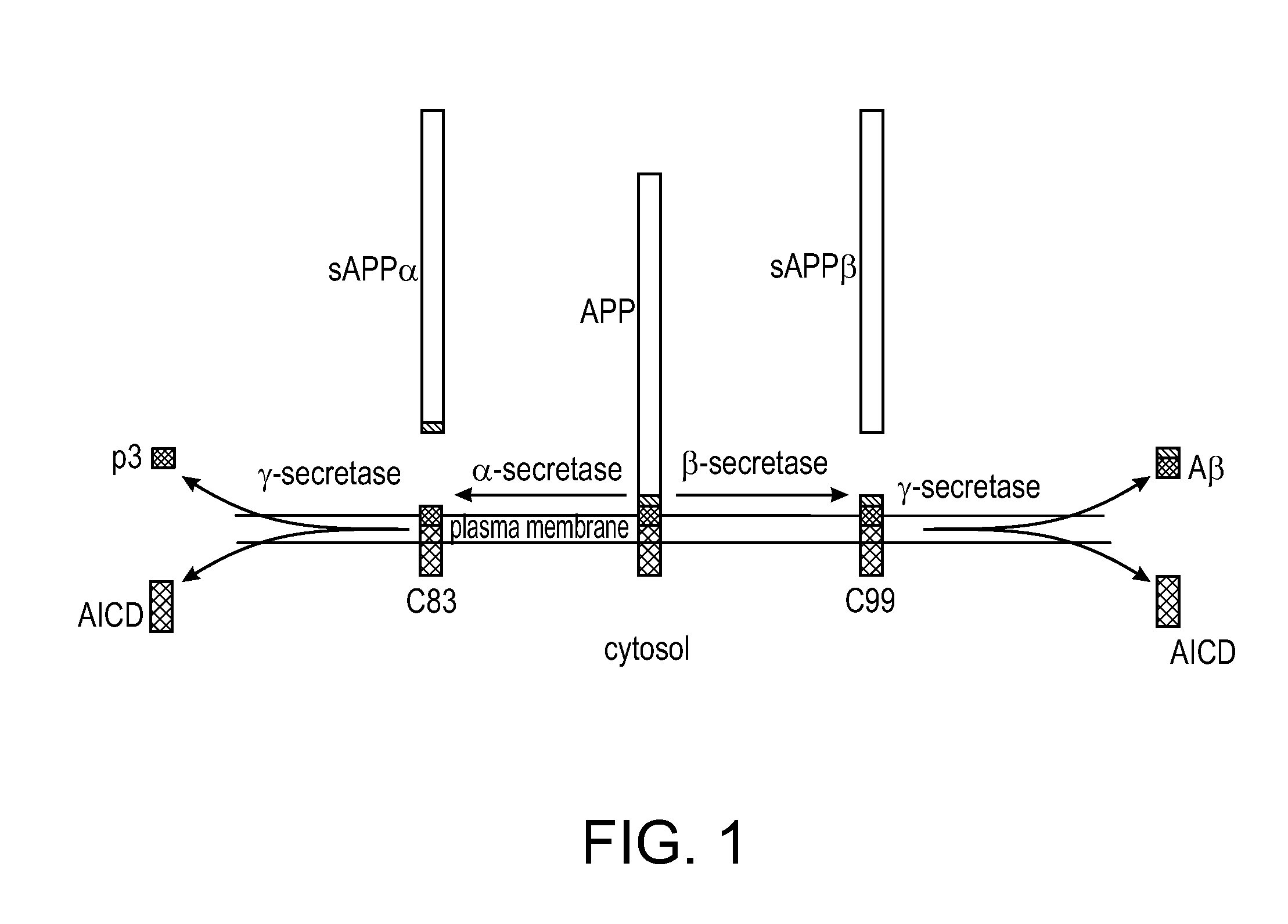 Method of treating alzheimer's disease using pharmacological chaperones to increase presenilin function and gamma-secretase activity