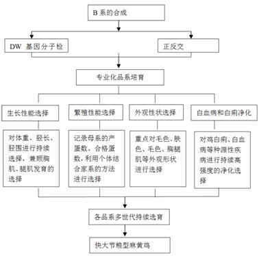 Breeding method of high-quality ephedra chicken with high uniformity slaughtering type