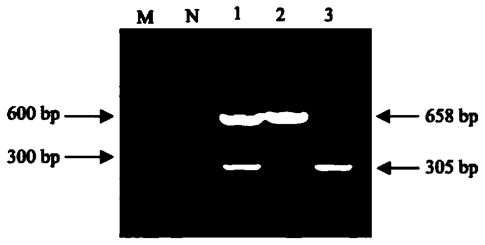 Kit of reagents and method for detecting avian influenza virus and chicken parvovirus