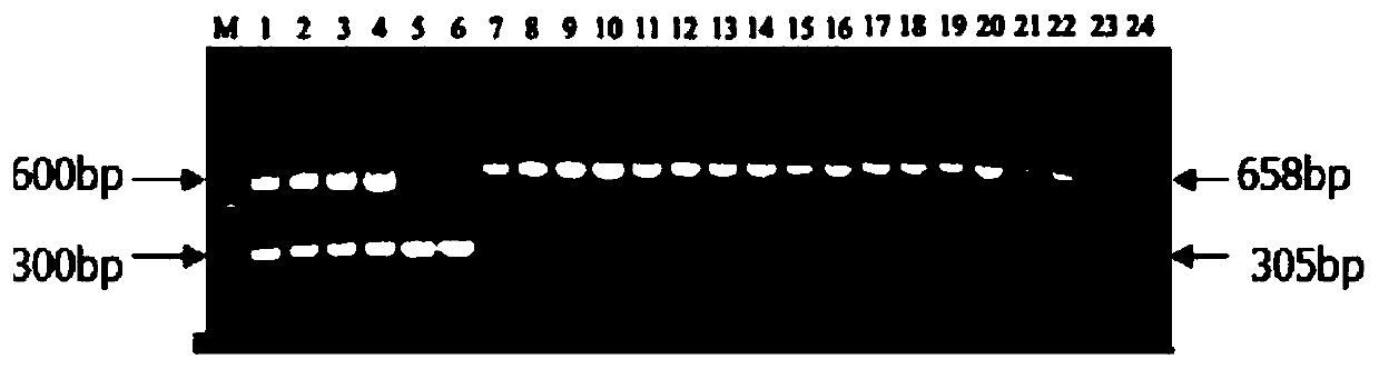 Kit of reagents and method for detecting avian influenza virus and chicken parvovirus