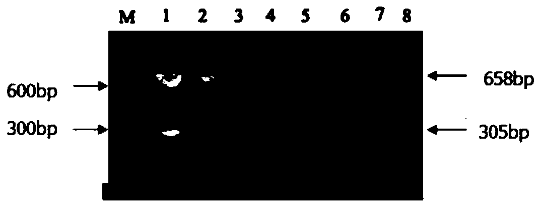 Kit of reagents and method for detecting avian influenza virus and chicken parvovirus