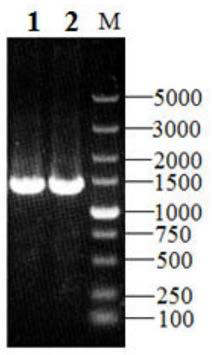 Method for enhancing steroid medicine precursor production by strengthening NADH dehydrogenation