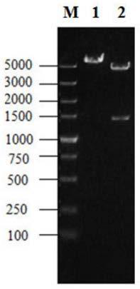 Method for enhancing steroid medicine precursor production by strengthening NADH dehydrogenation