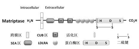 Application of Matriptase