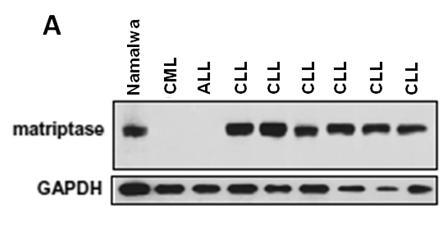 Application of Matriptase