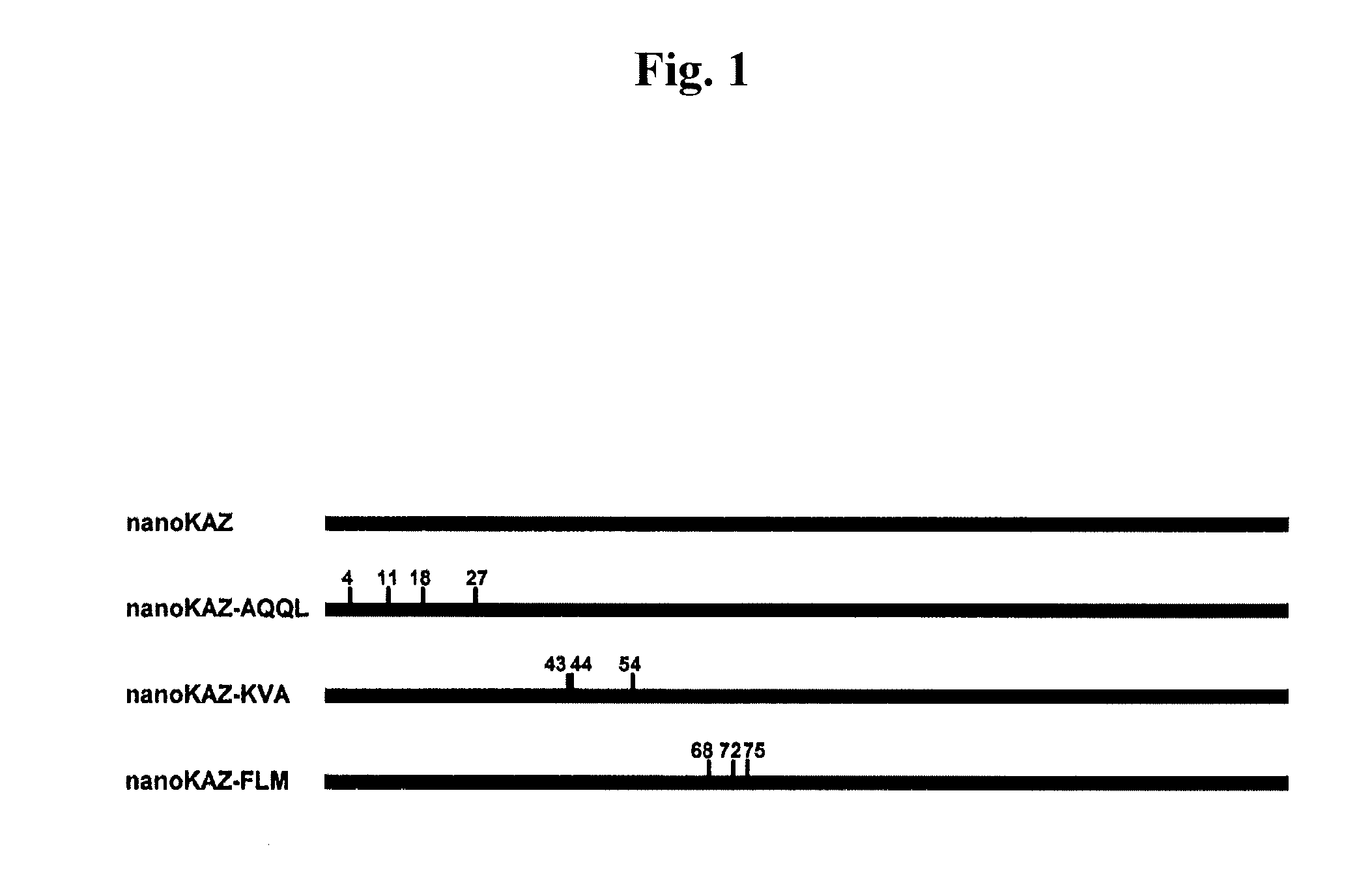 Mutated genes for the catalytic protein of oplophorus luciferase and use thereof