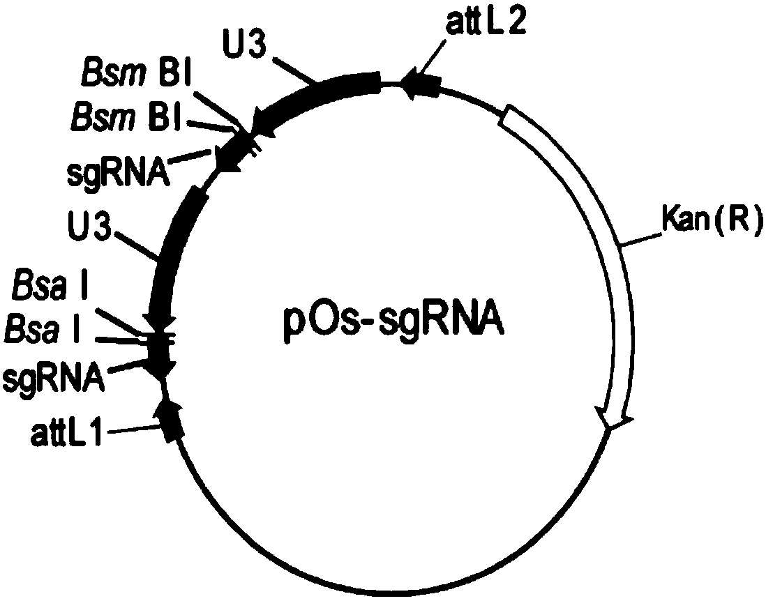 Breeding method for reducing rice seed cadmium content