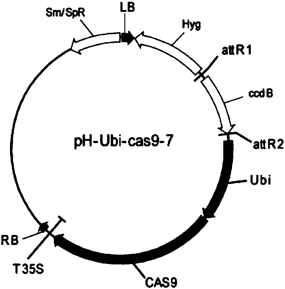 Breeding method for reducing rice seed cadmium content