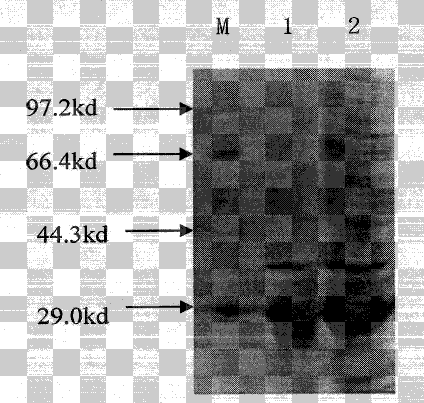 Porcine circovirus type II gene engineering subunit vaccine, and preparation method and application thereof