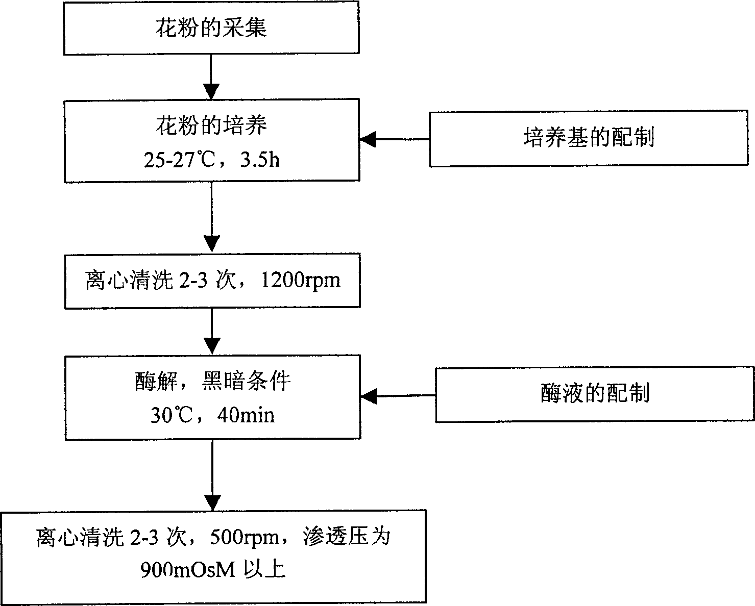 Method for extracting pear pollen protoplast by enzymolysis