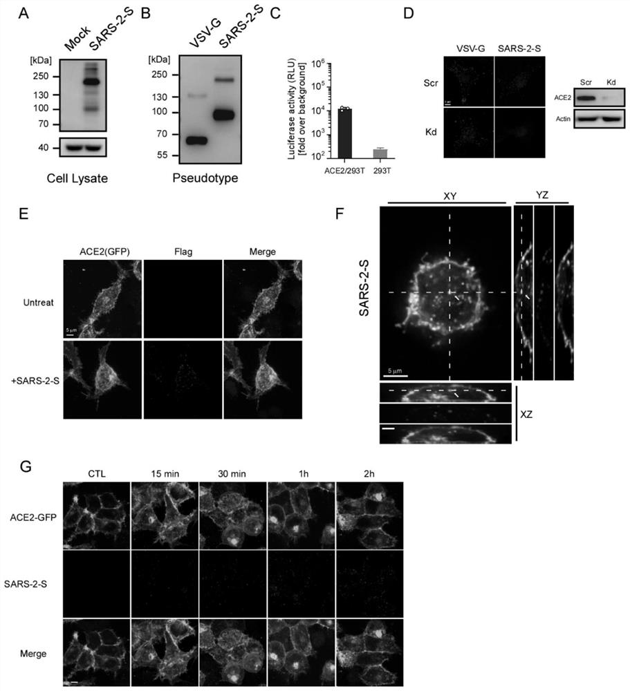 Application of ITF2357 in preparation of medicine for preventing and treating coronavirus