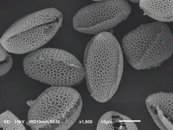 Preparation and application for modified pollen biomass carbon composite acrylate oil-absorbing material