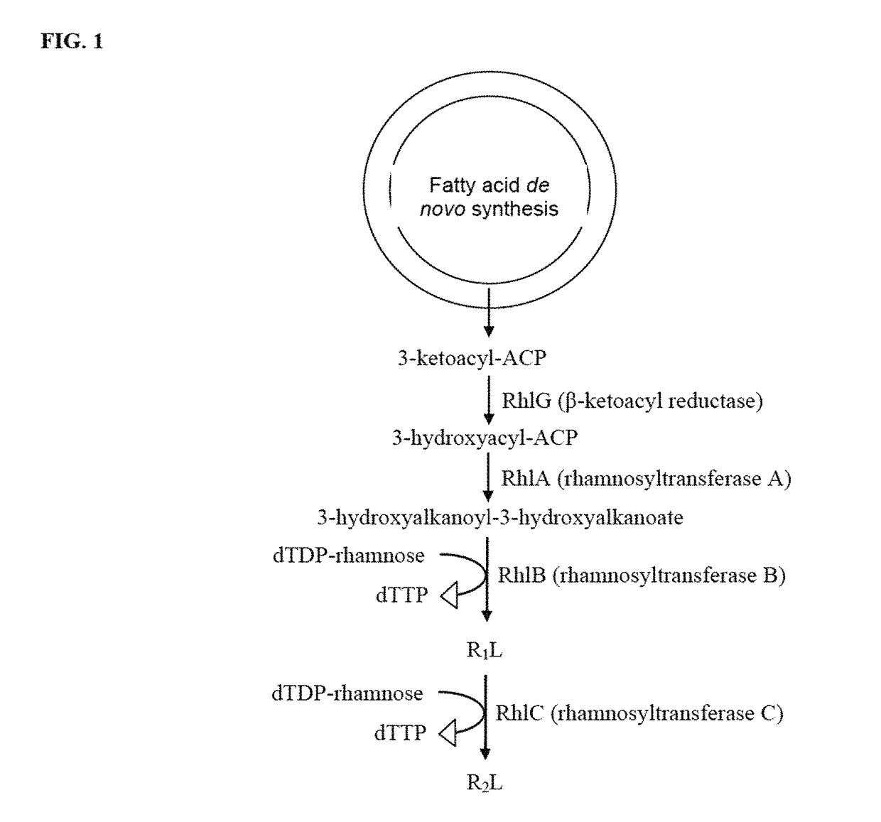 Production of dirhamnose-lipid in recombinant nonpathogenic bacterium <i>Pseudomonas chlororaphis</i>