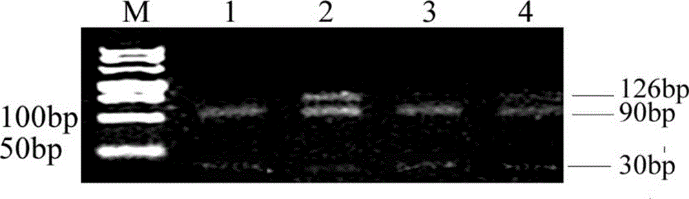 PCR-RFLP method for detecting H-site mutation of PIK3CA gene