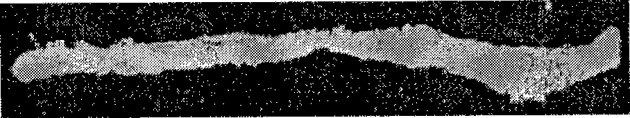 Method and apparatus for processing painting and calligraphy images