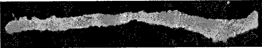 Method and apparatus for processing painting and calligraphy images