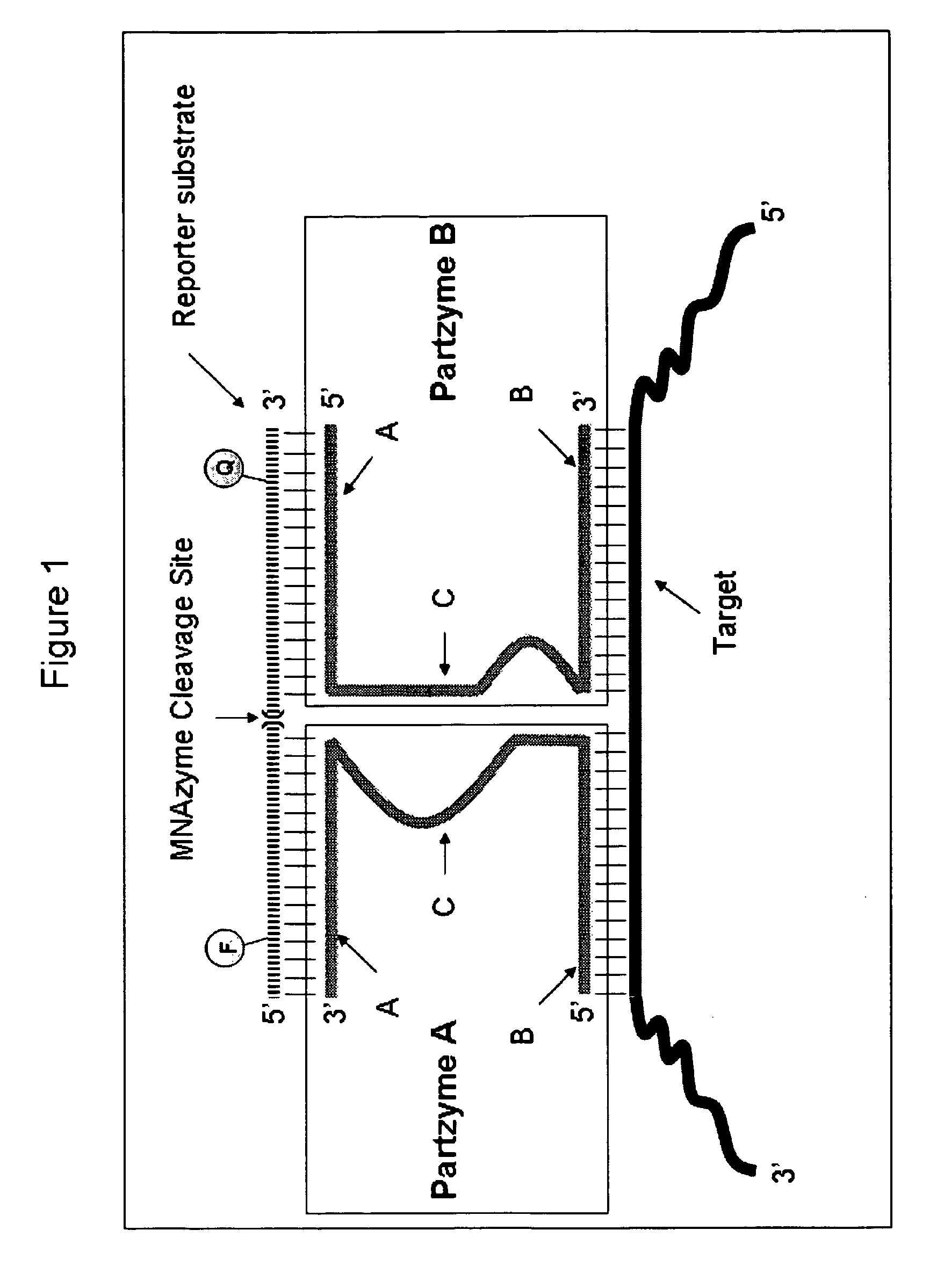 Multicomponent nucleic acid enzymes and methods for their use