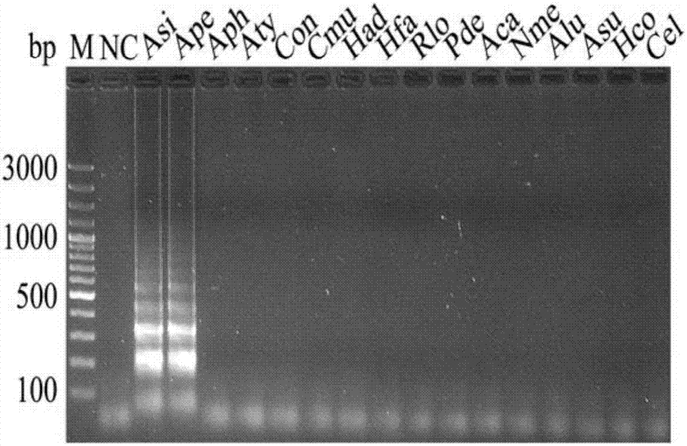 Primer for LAMP-LFD (loop-mediated isothermal amplification-lateral flow dipstick) detection of anisakis simplex/anisakis paasche and probe sequence