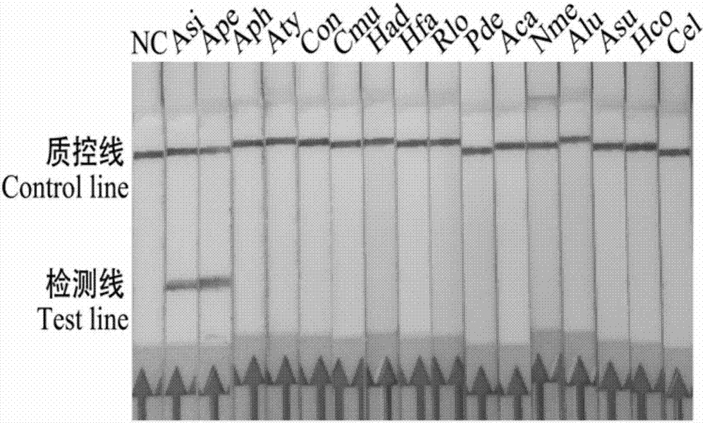 Primer for LAMP-LFD (loop-mediated isothermal amplification-lateral flow dipstick) detection of anisakis simplex/anisakis paasche and probe sequence