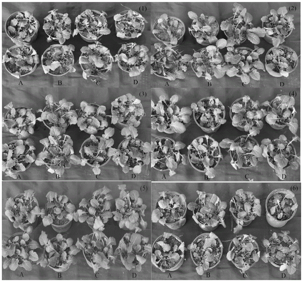 Cold-resistance agent for cabbage-type winter rape seedlings and application method thereof