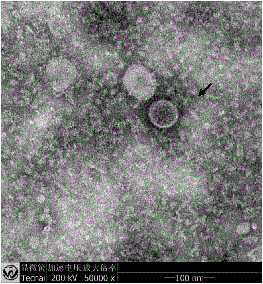 Ankara virus strain FAdV-HB and preparation and application of inactivated vaccine of ankara virus strain FAdV-HB