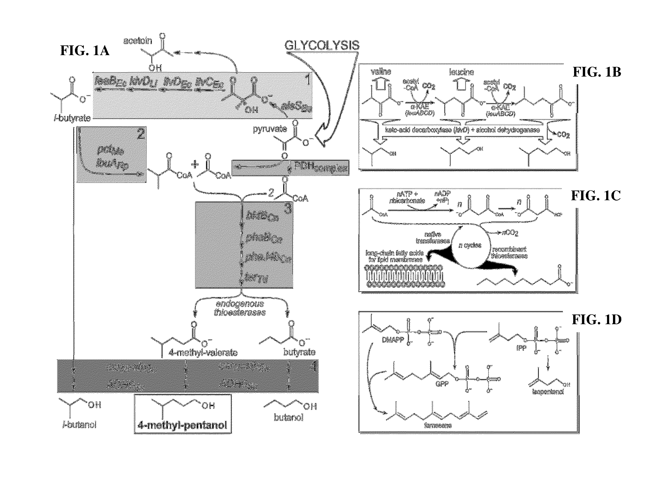 Microbial production of branched medium chain alcohols, such as 4-methylpentanol