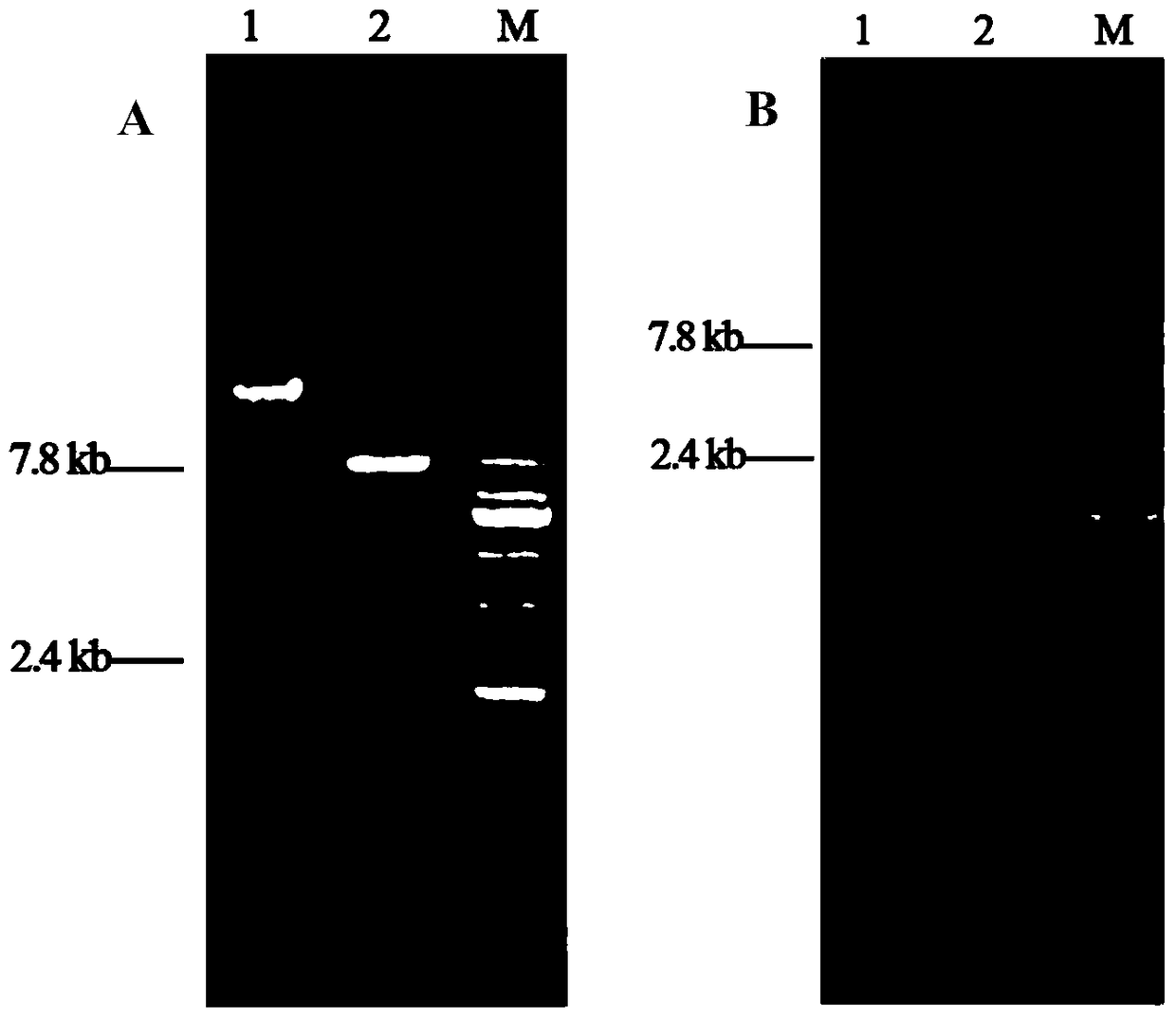 Thermomyces lanuginosa lipase gene, engineering bacteria and its application