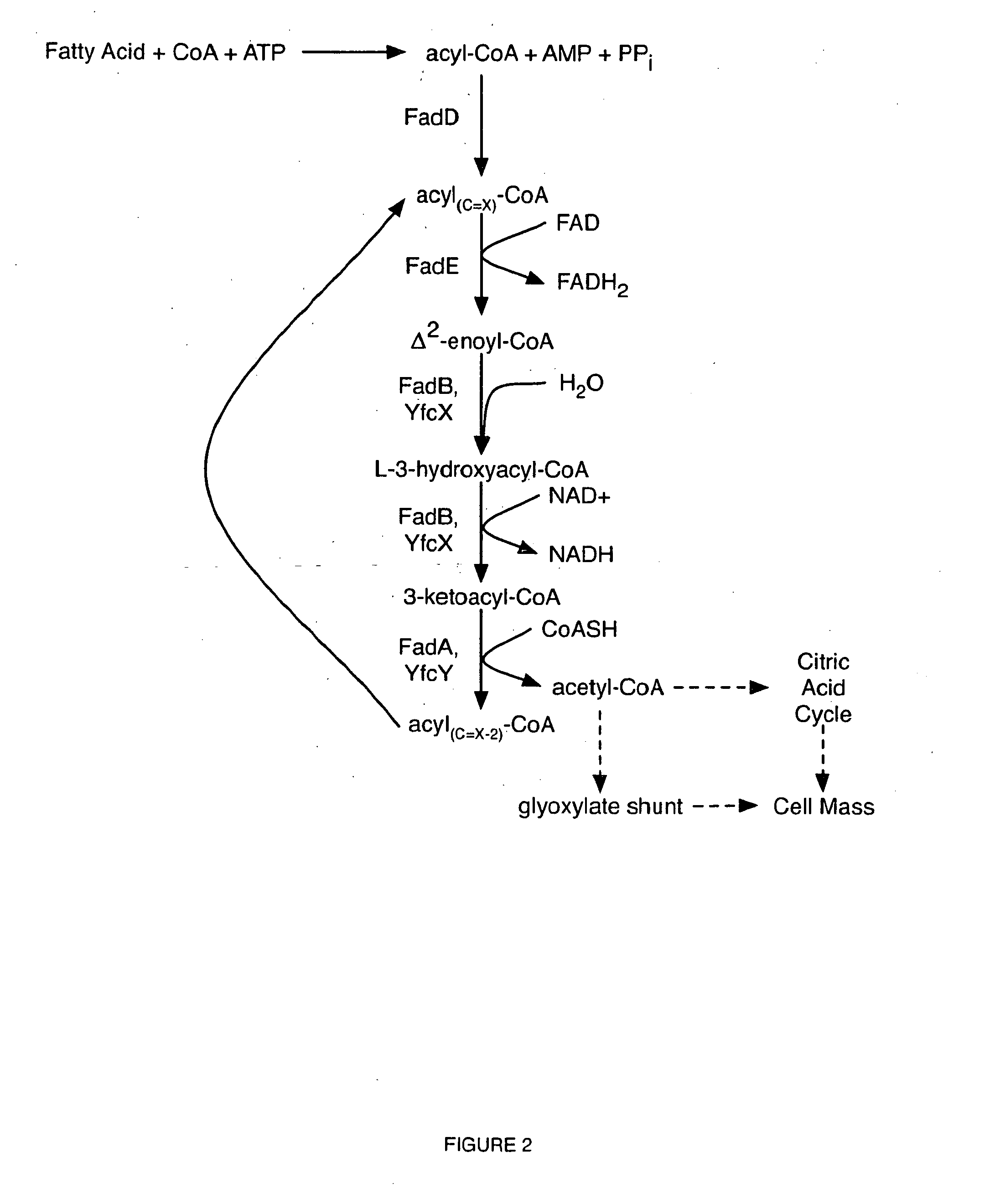 Microbial Conversion of Oils and Fatty Acids to High-Value Chemicals