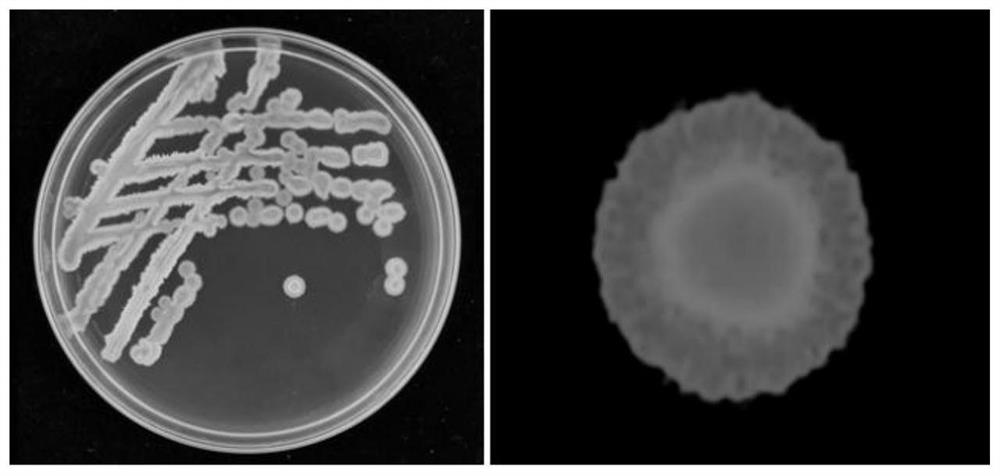 Bacillus amyloliquefaciens, microbial agent as well as preparation method and application of microbial agent