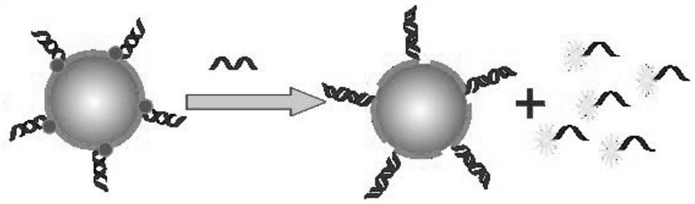 Poly A-mediated tunable nano-gold probe and its preparation and application