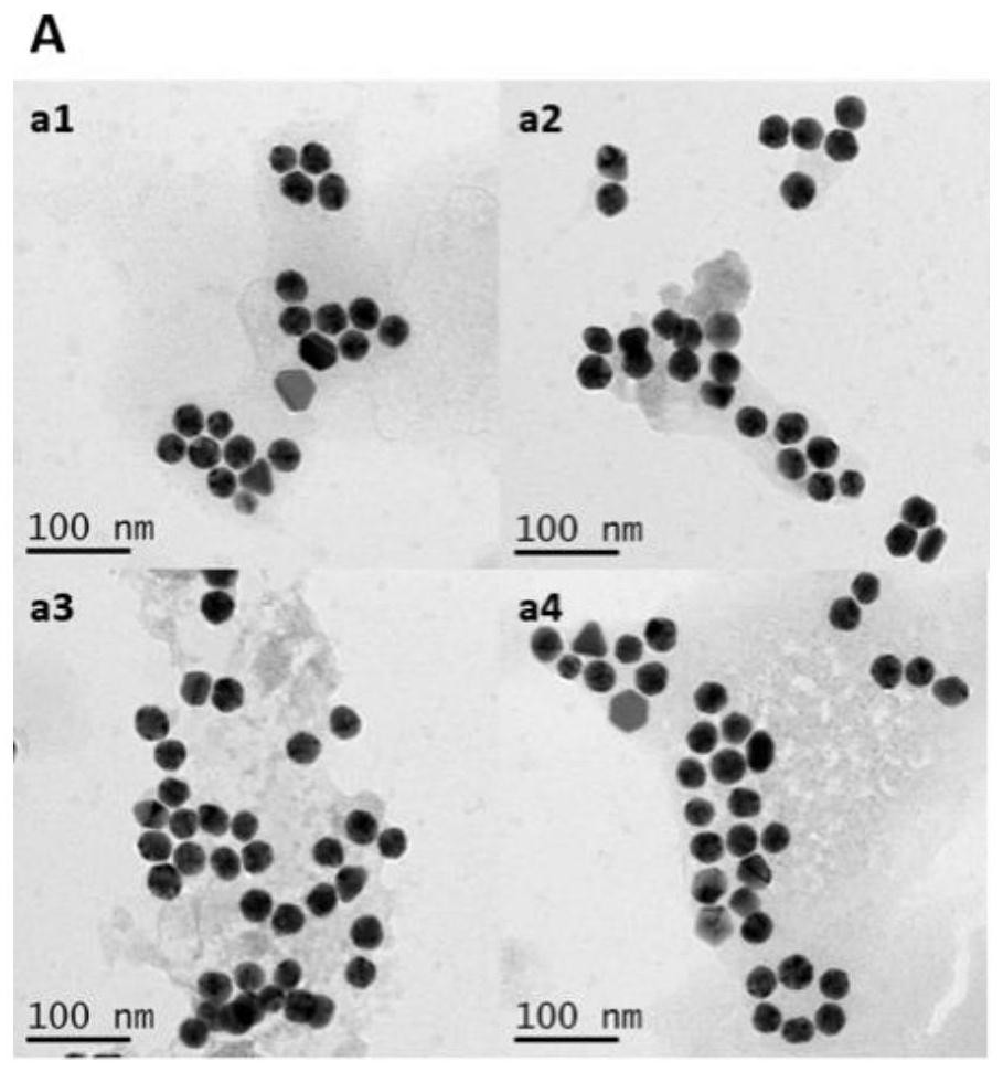 Poly A-mediated tunable nano-gold probe and its preparation and application