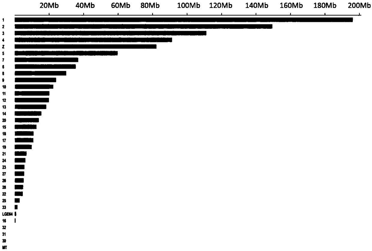 Screening method and application of Dongxiang blue-eggshell chicken genome SNP molecular marker