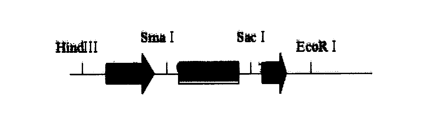 Anti-herbicide gene expression cassette, expression vector with the same expression cassette, and application thereof for culturing anti-herbicide plants