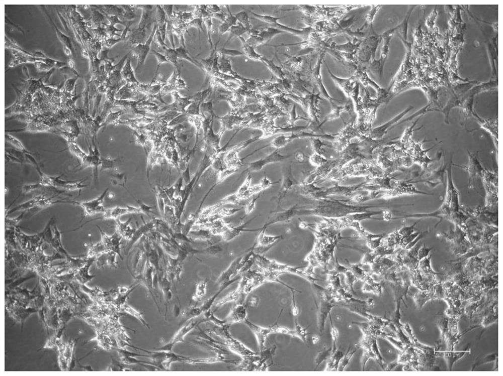 Method for separating and purifying follicular cells