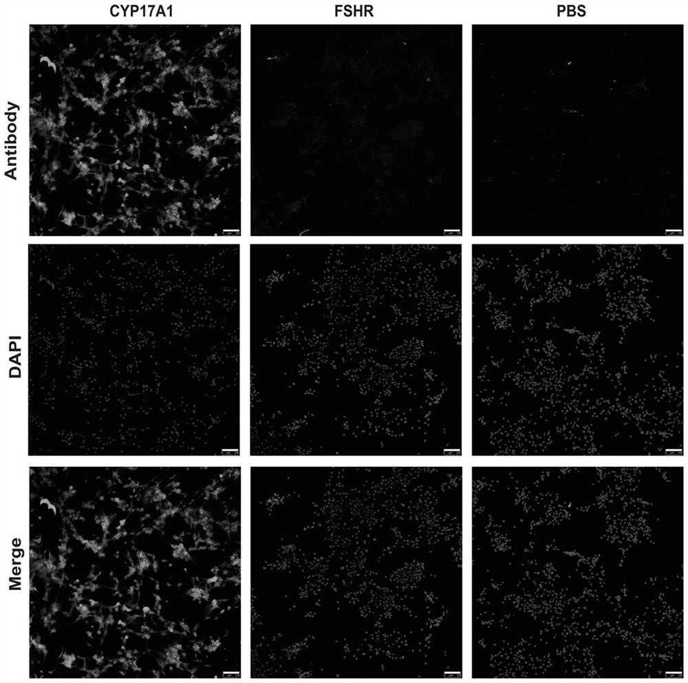 Method for separating and purifying follicular cells