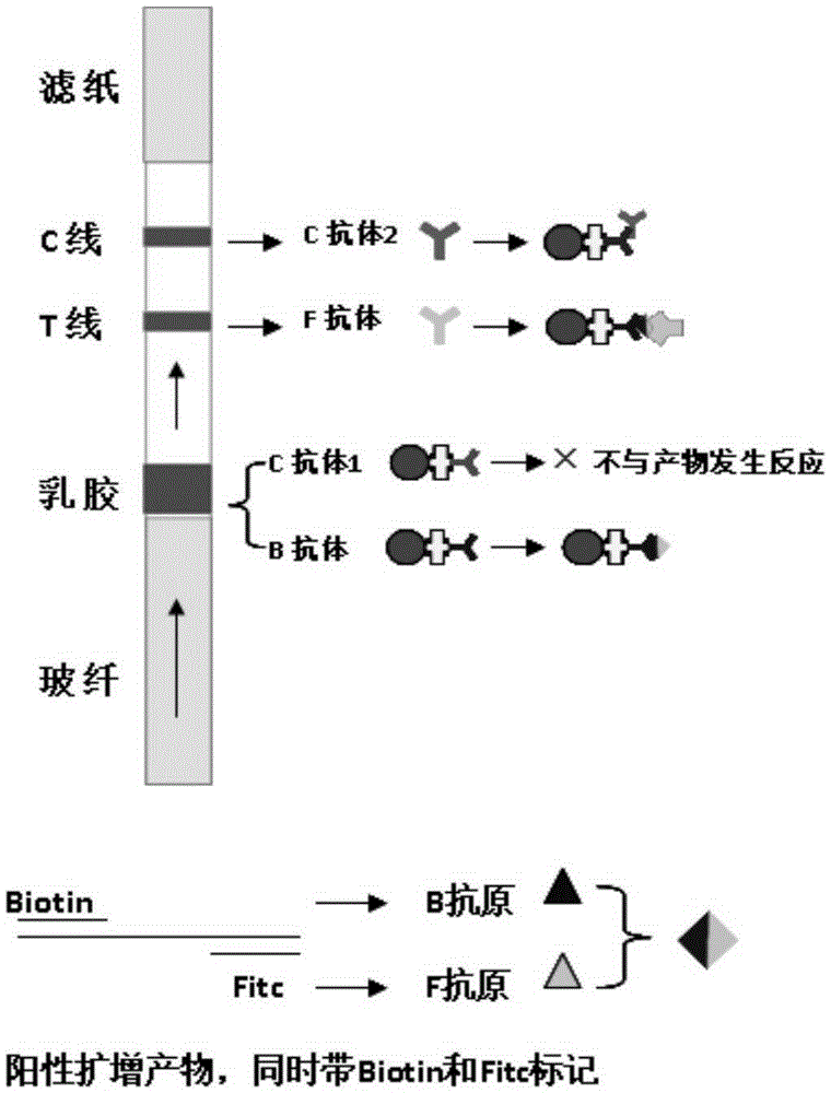 Nucleic acid isothermal amplification detection kit for Salmonella and detection method