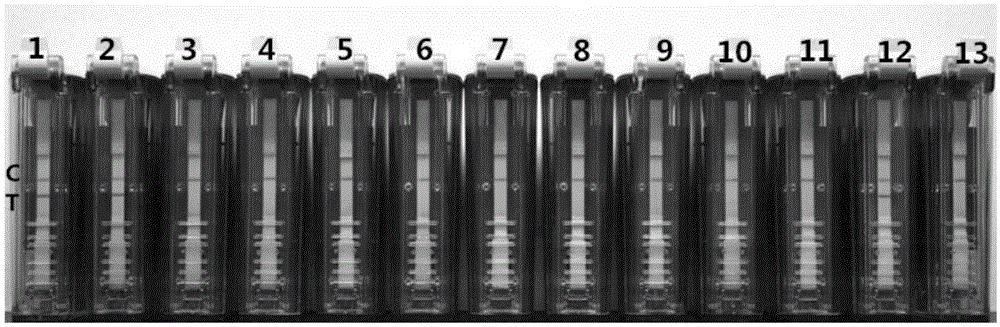 Nucleic acid isothermal amplification detection kit for Salmonella and detection method