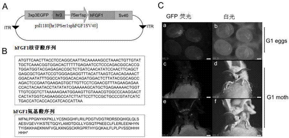 Modified human acidic fibroblast growth factor gene and recombinant vector and applications thereof