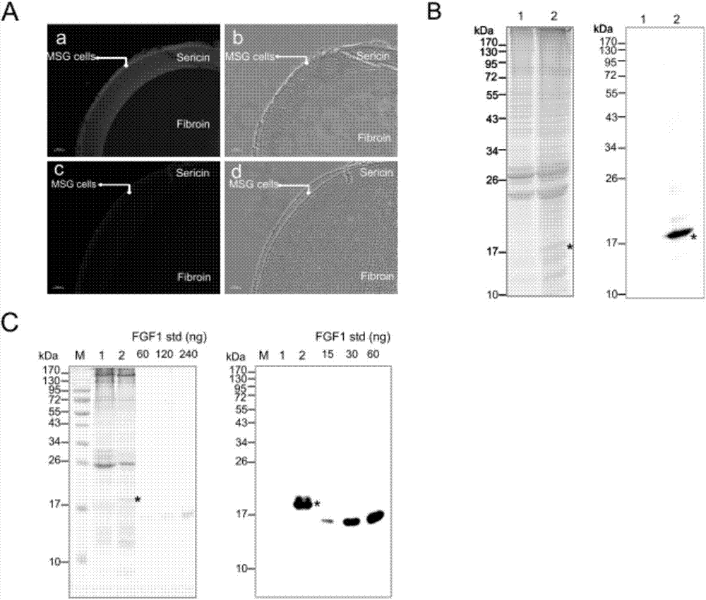 Modified human acidic fibroblast growth factor gene and recombinant vector and applications thereof