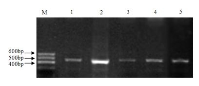 Method for selecting molecular marker for goat yeaning traits