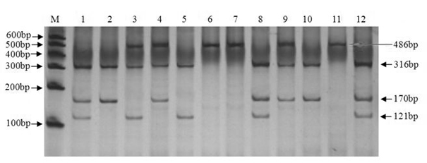 Method for selecting molecular marker for goat yeaning traits