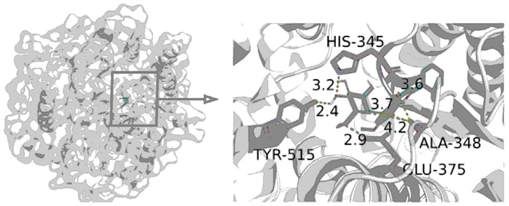 Application of andrographis paniculata flavonoid glycoside C in preparation of medicine for preventing and treating Covid-19