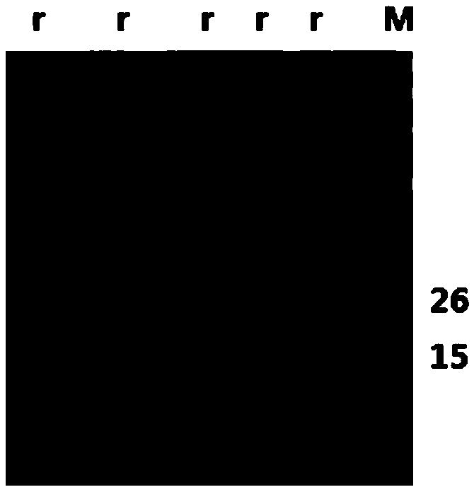 Vaccine for preventing dog Toxoplasma gondii infection and preparation method of vaccine