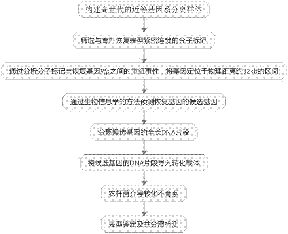 Brassica napus Polima cytoplasmic male sterility restoring gene Rfp and application thereof